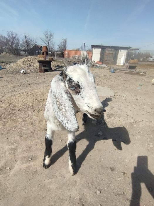 Продам англонубийского козлика