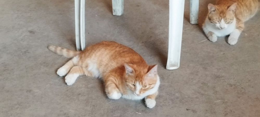 Отдам в хорошие руки