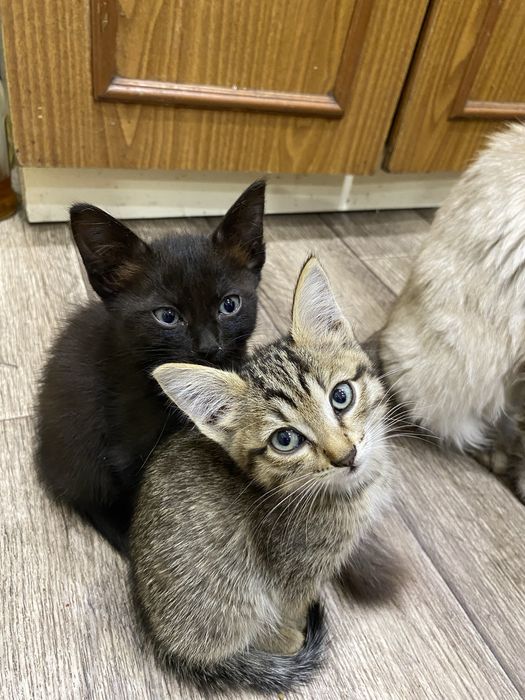 Отдам котят мальчики и девочка
