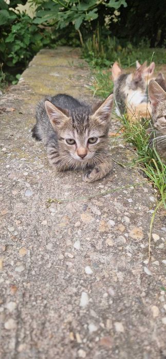 Pisoi pentru adoptie
