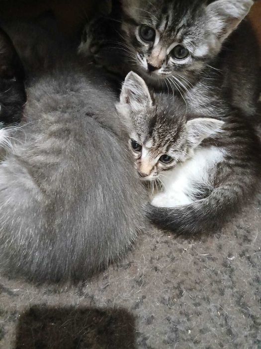 Подарявам 5 невероятно красиви, умни и добрички домашни котета от прекрасна майка.