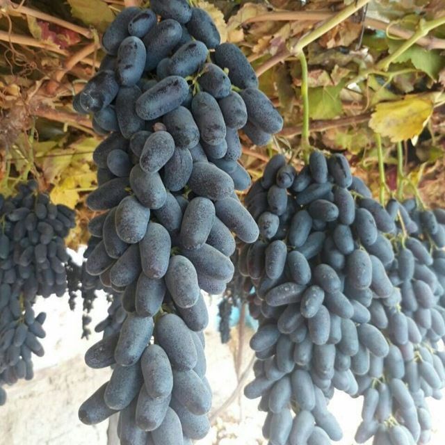 Shreder agro intinciv kuchatlar