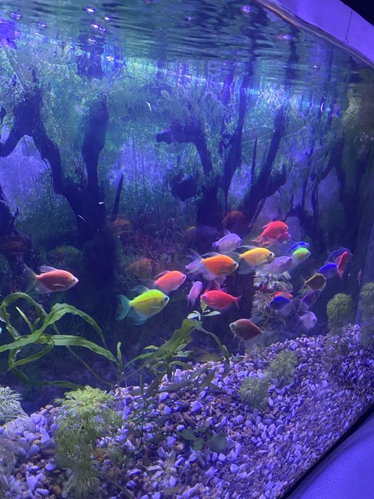 mijoz xoxlagan dizayn ulcamda buyurtmalar qabul qilamz nasiya savdobor