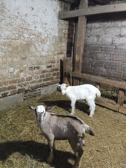 Продам двух козочек от отличных родителей