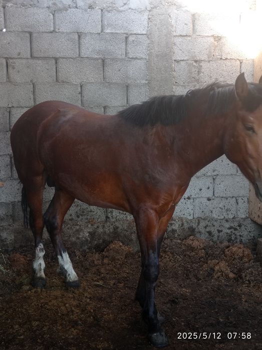 Лошадь на откорме 6 месяцев