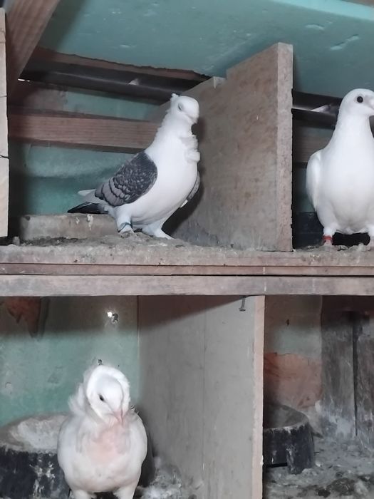 Vând sau schimb porumbei misirlii satinati.