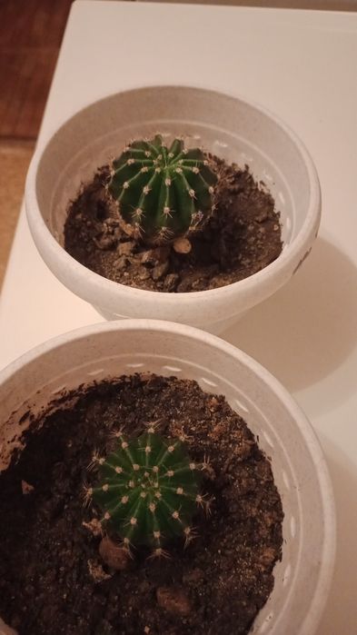 Алоэ, долларовое дерево, кактус