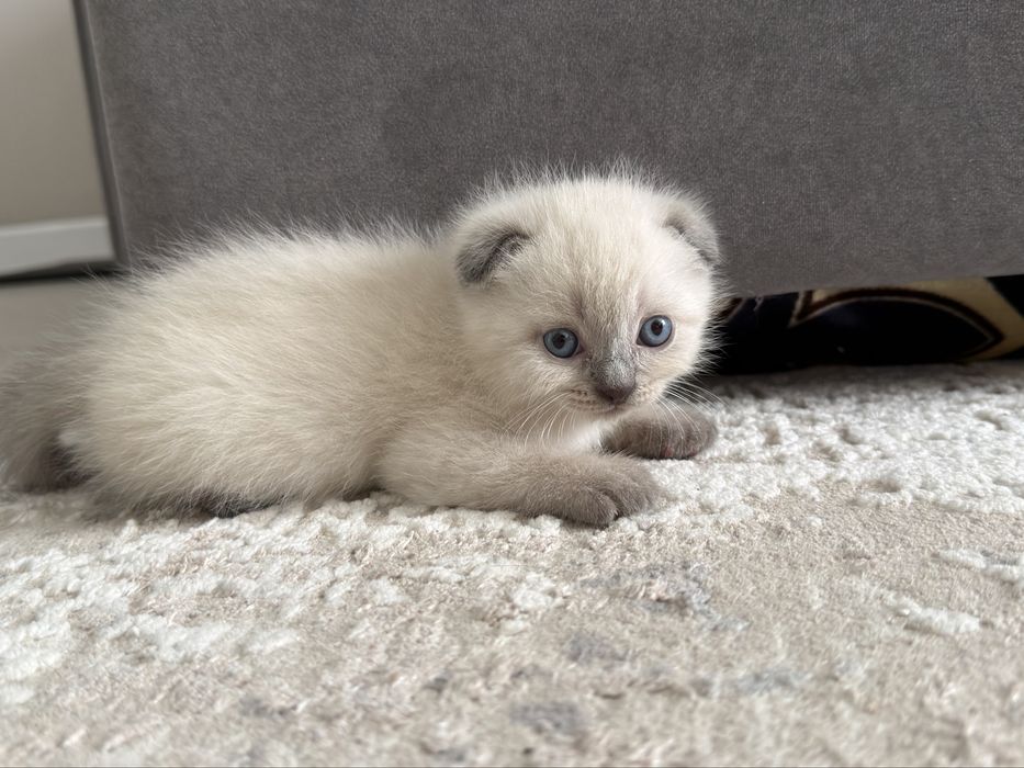 Милахи Котятки продам