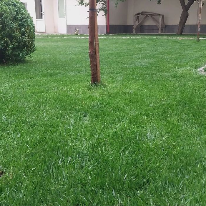 Gazon landshaft dizaynini