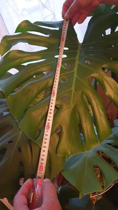 Цветок Монстера продам