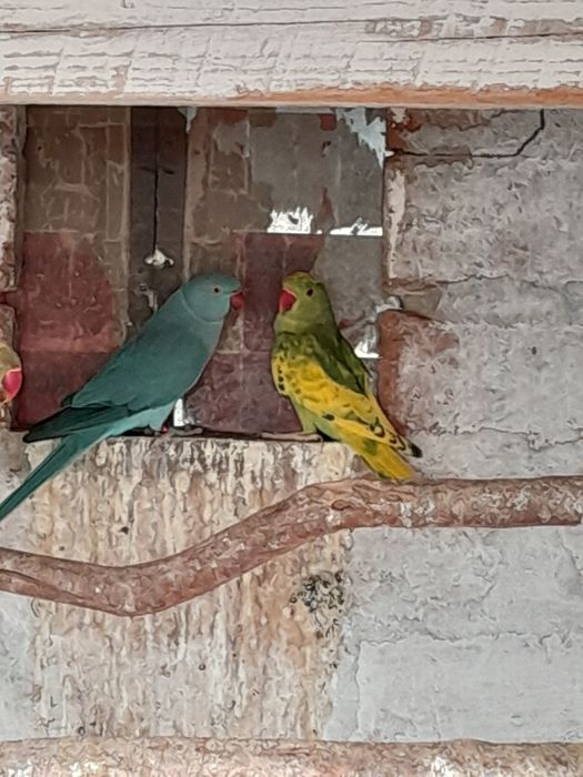 Papagali Micul Alexandru de vânzare.