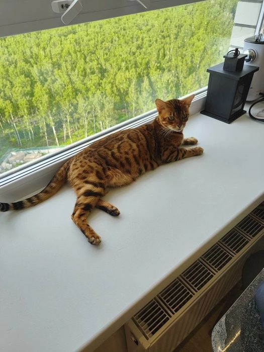 Продам бенгальских котят