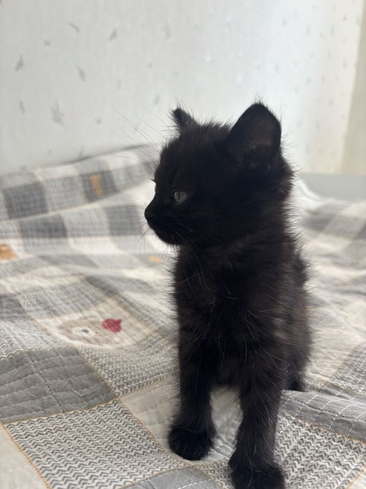 Отдадим котят в хорошие руки