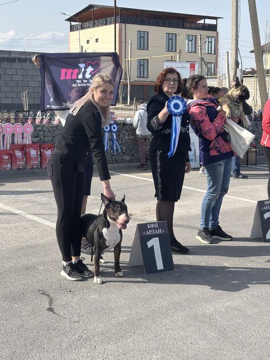 Открыт для Вязок Английский бультерьер