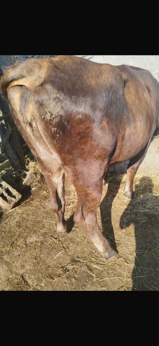 Disponibili taur si vaci