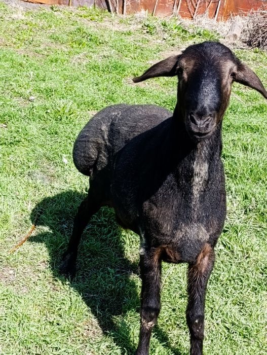 Qo'chqor bor qochqor