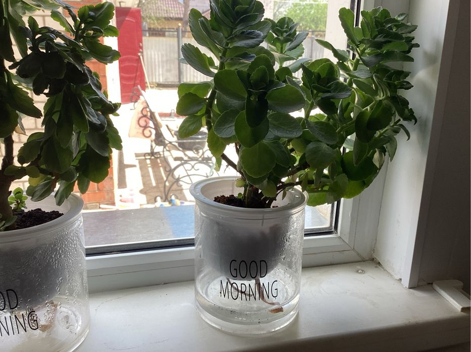 Продам цветы красивые