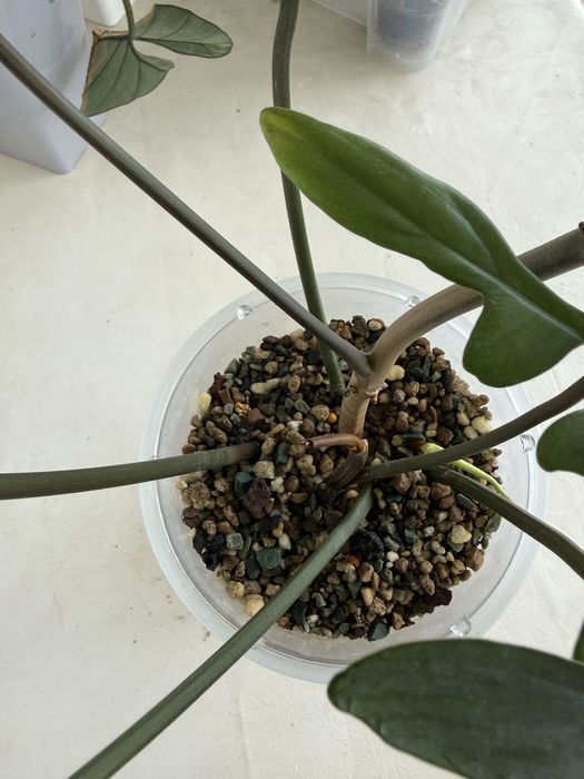 Филолендрон флорида бьюти