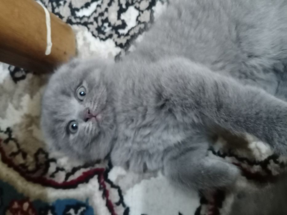 Срочно продаются Фолд и Страйт котята