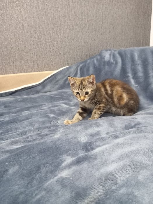 Котята Бесплатно