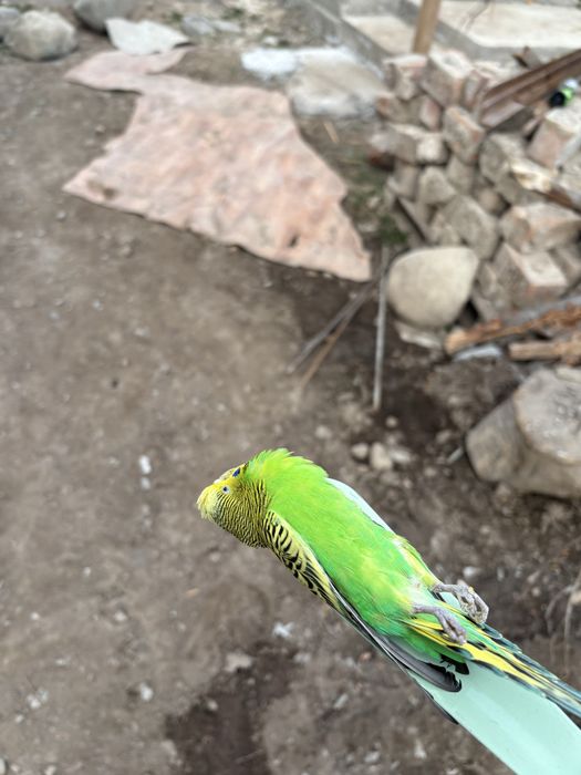 Эвакуатор   24/7