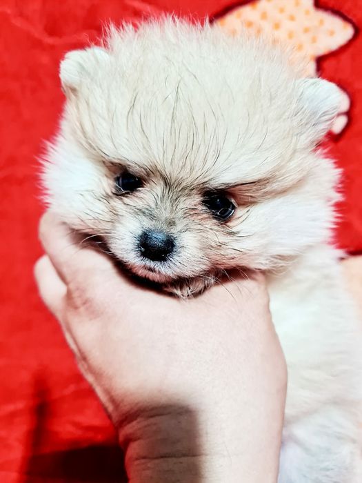 Продам мишек померашек