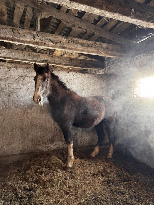 Продается жеребчик (2 года).