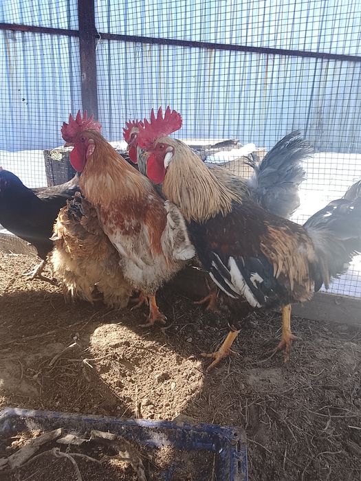 Продам куры домашние