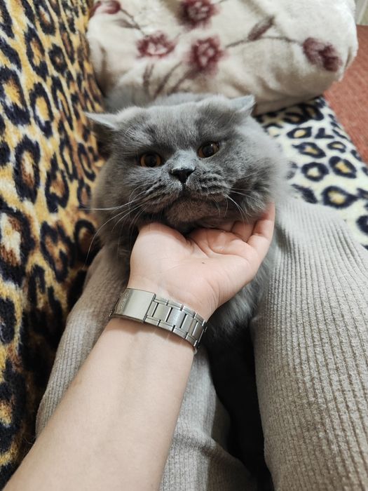 Продается котенок