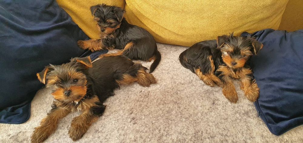 Мини йоркширски териер-3 бр., момчета, баща 1, 800 кг., майка 2 ,800 к