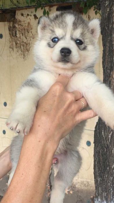 Наимелейшая серебристая девочка хаски