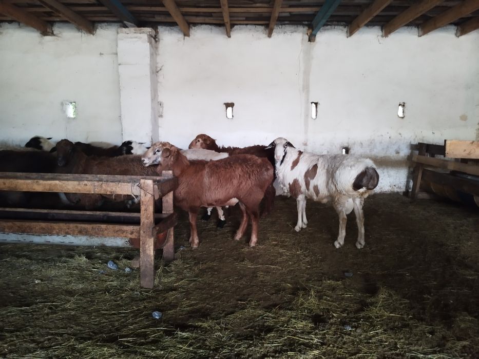 Семіз қойлар сатылымда-Жирные бараны продаются