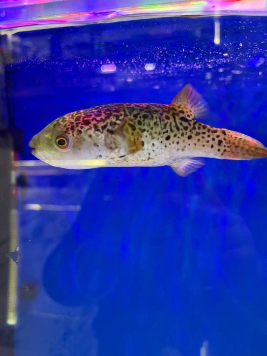 Baliq magazing assartiment kotta