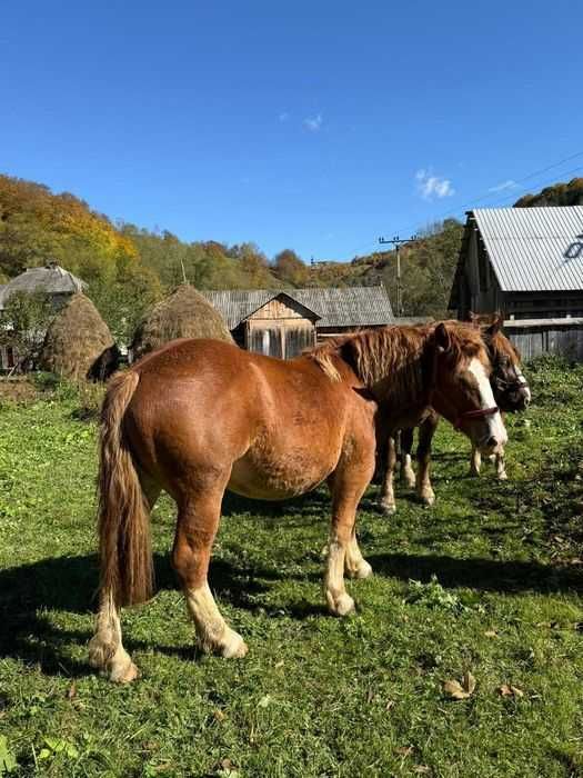 Vand iapa de 7ani si o manza de 1 an si 9 luni
