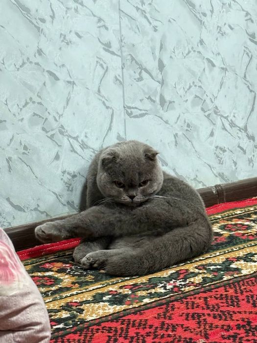 Зоттор мушук сотилади