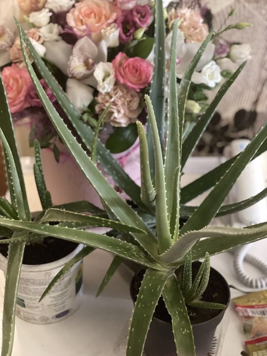 Алоэ вера продам