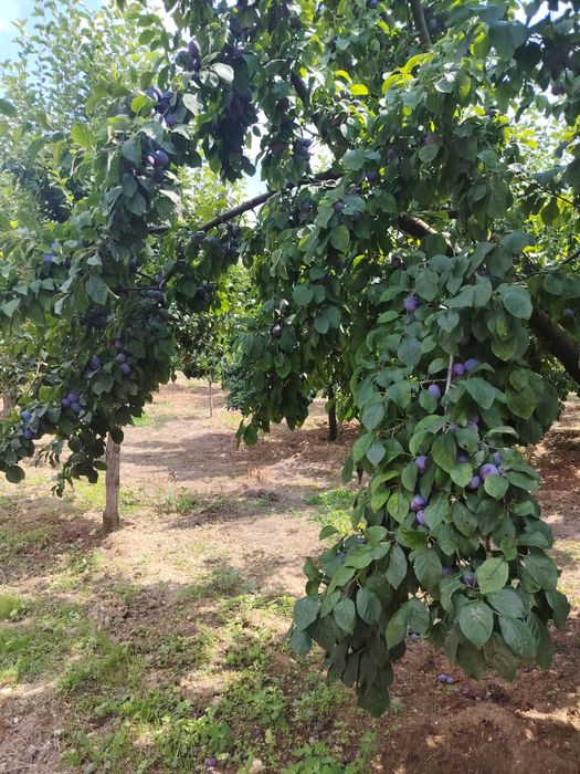 Vand prune Centenar