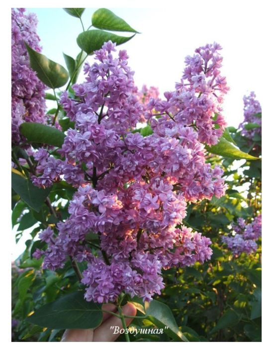 Продам саженцы Сирень