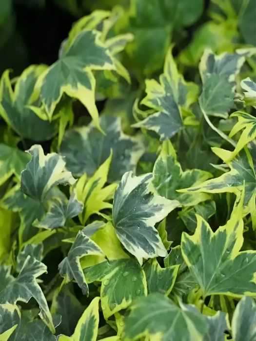 Плющ пестролистный