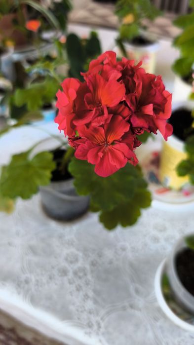 Продаются домашние цветы