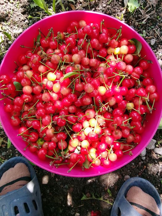 Продам вишню 10л