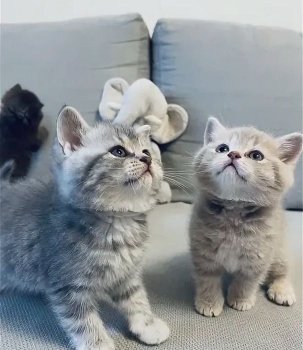 Восхитительные Котики