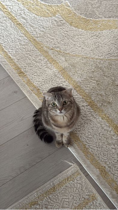 Шотланская висловухая кошка переежаю