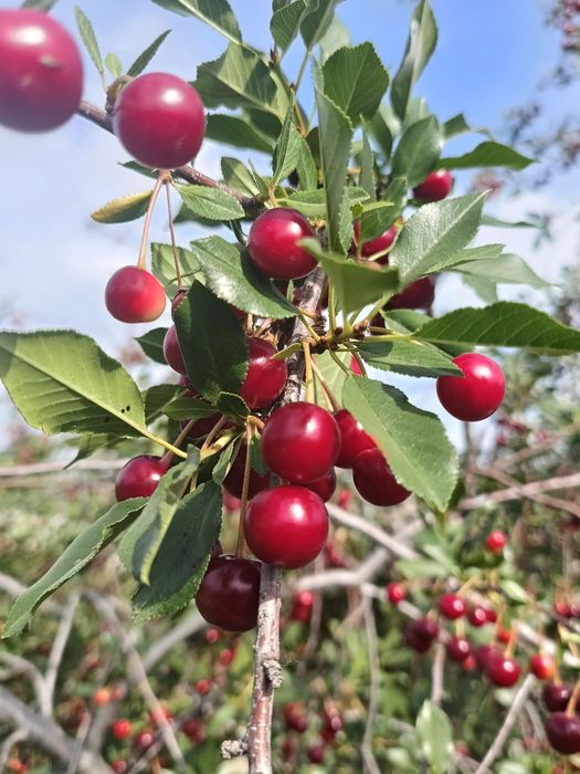 Продажа садовой вишни