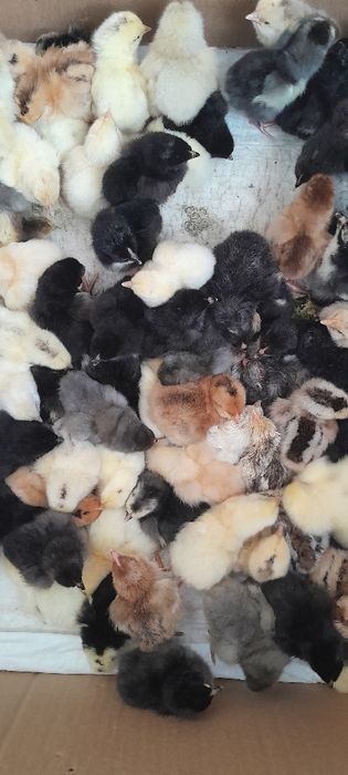 Цыплята суточные