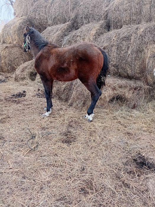 Продаю  всё  продаю