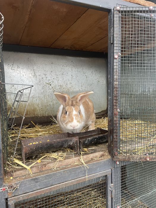 Scot la vanzare 2 masculi de hycole francez si 8 pui