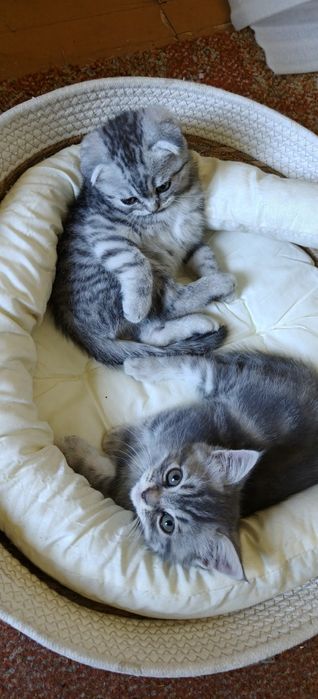 Продажа породистых котят,  им 2-мес.