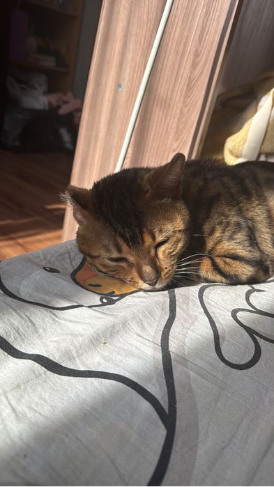 Бенгальский кот