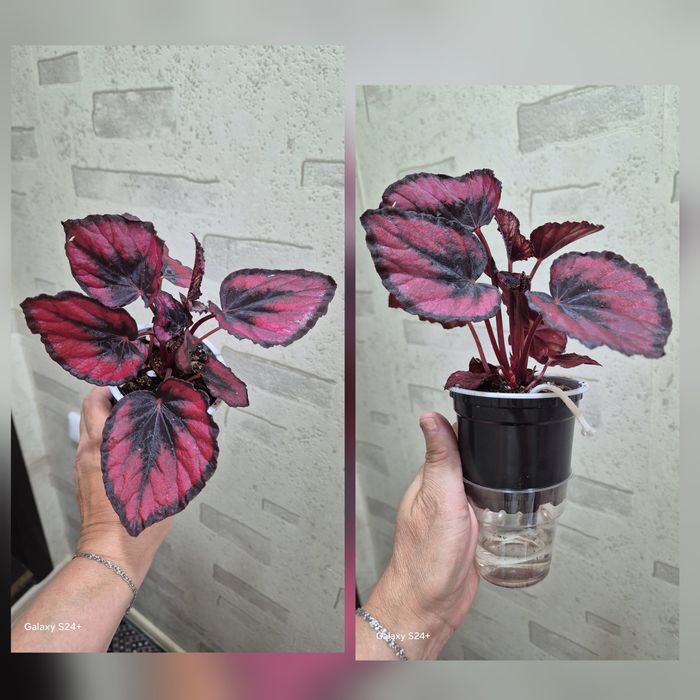 Бегония королевская Red Kiss